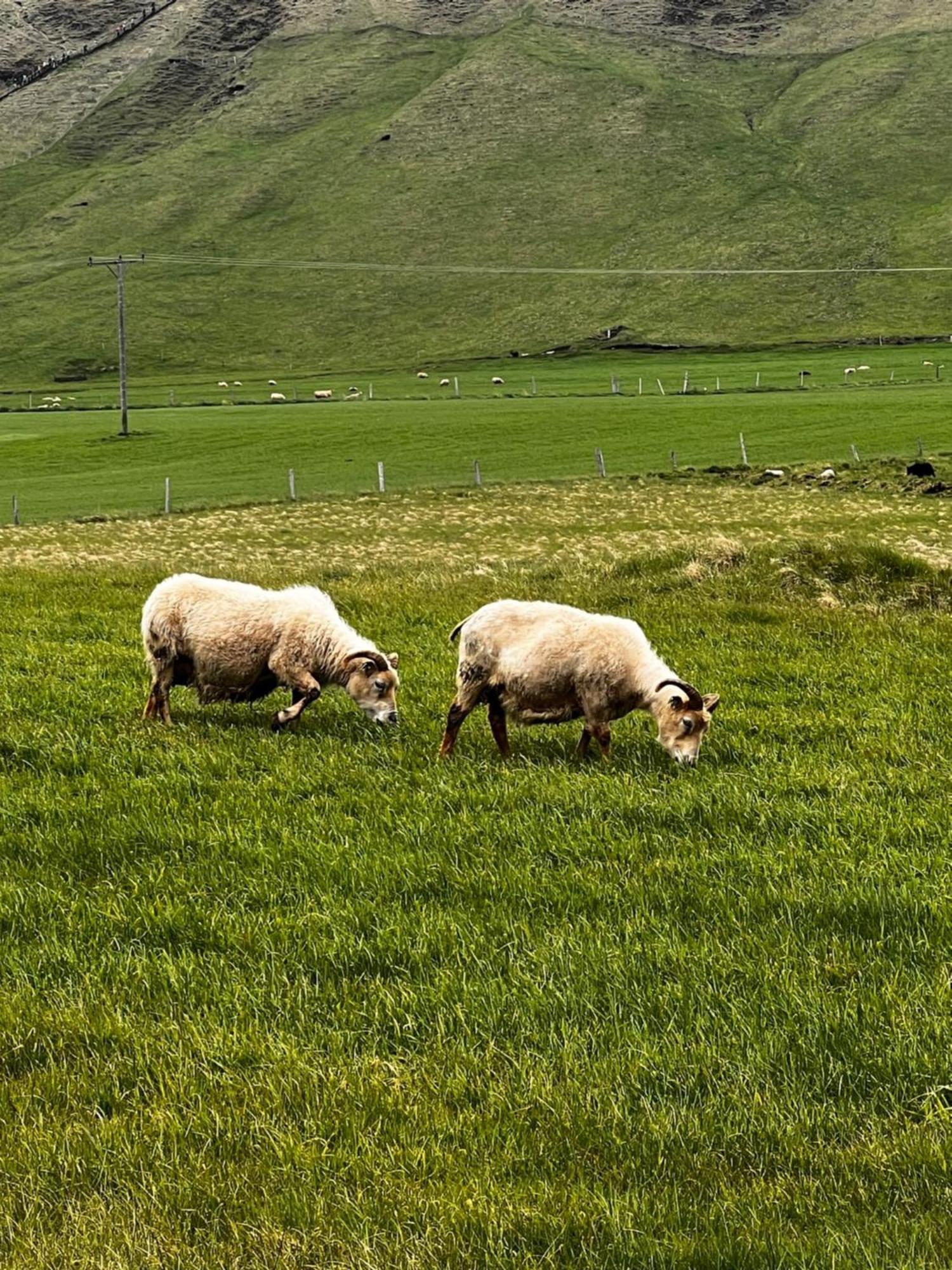 Skoga By Ej 3* Skogar (South Iceland)
